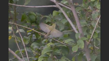 Yeşil Çıvgın