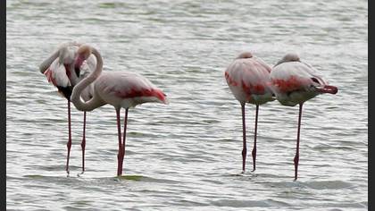 Flamingo