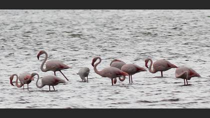 Flamingo