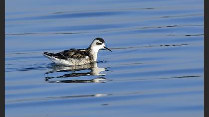 Denizdüdükçünü