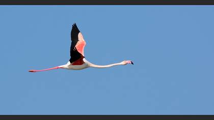 Flamingo