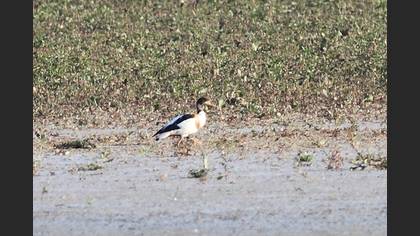 Suna
