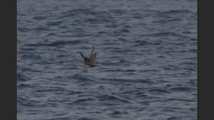 Korsanmartı