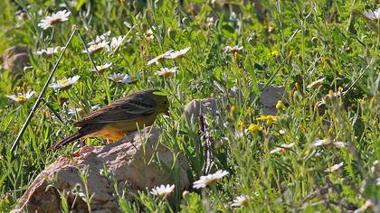 Boz Kirazkuşu