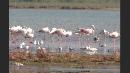 Flamingo