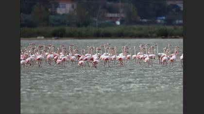 Flamingo