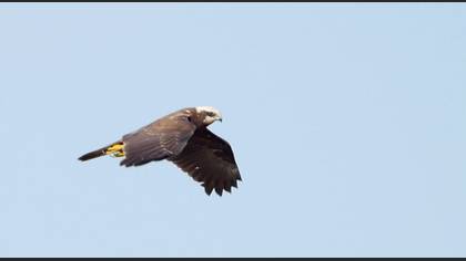 Saz Delicesi