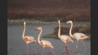 Flamingo