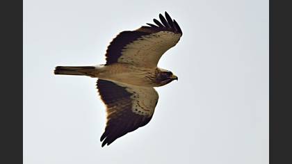Undefined