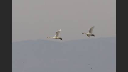 Küçük Kuğu