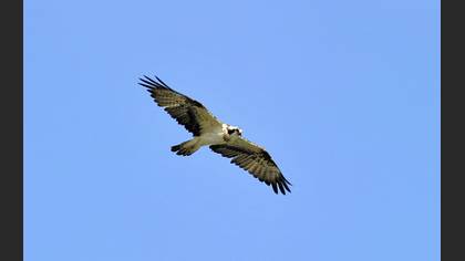 Balık Kartalı