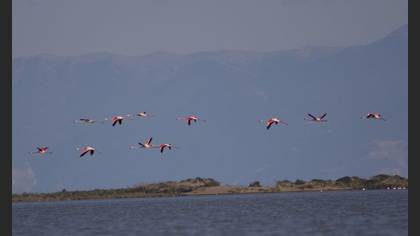 Flamingo