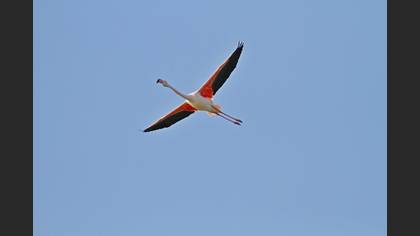 Flamingo