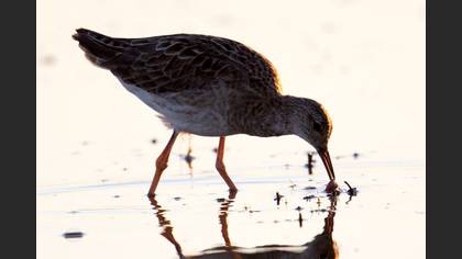 Dövüşkenkuş