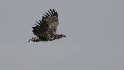 Akkuyruklu Kartal