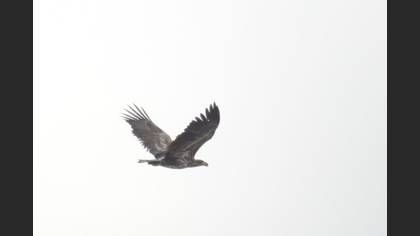 Akkuyruklu Kartal