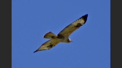 Kızıl Şahin
