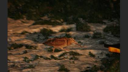 Çulluk