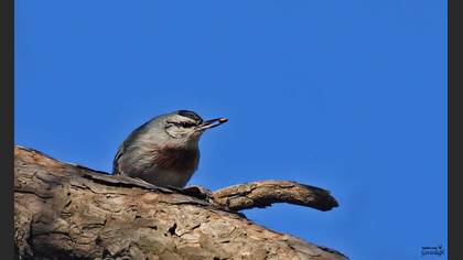 Anadolu Sıvacısı