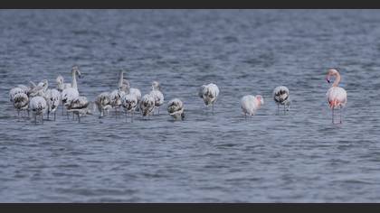 Flamingo