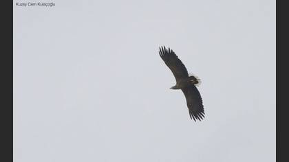 Akkuyruklu Kartal
