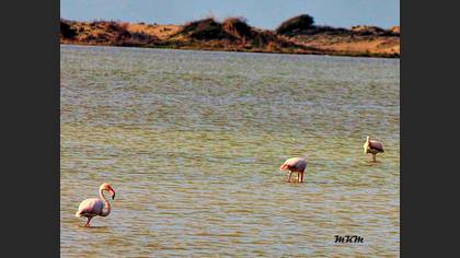 Flamingo