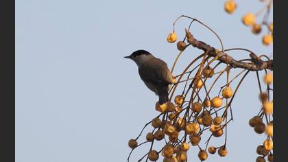 Karabaşlı Ötleğen