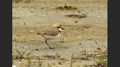 Akça Cılıbıt
