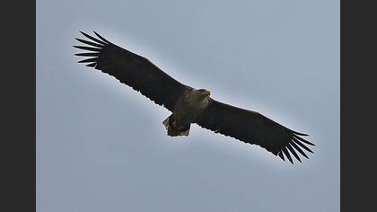 Akkuyruklu Kartal