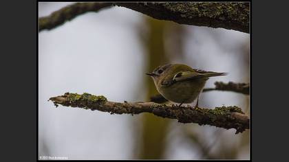 Çalıkuşu