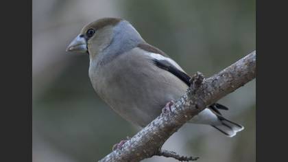 Kocabaş