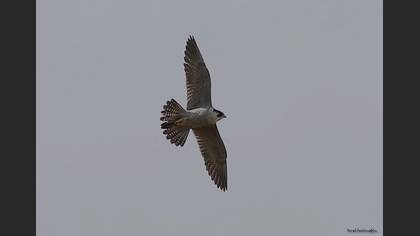 Undefined