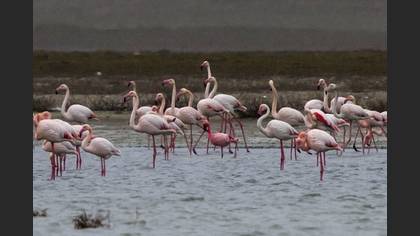 Küçük Flamingo