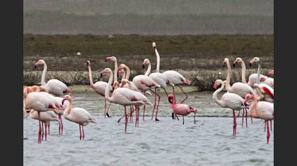 Küçük Flamingo