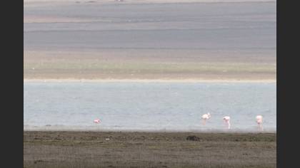 Küçük Flamingo