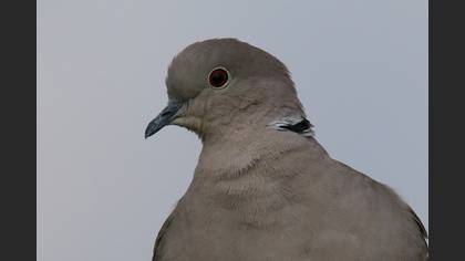 Kumru