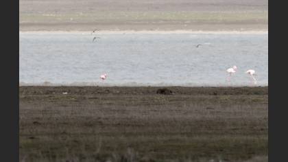 Küçük Flamingo
