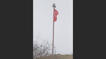 Leş Kargası