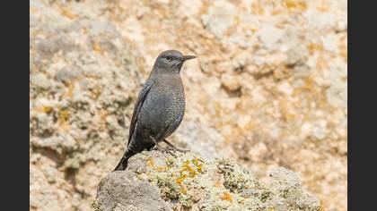 Gökardıç