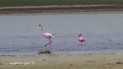 Küçük Flamingo