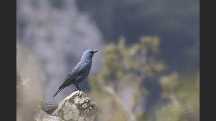 Gökardıç