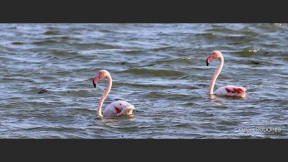 Flamingo
