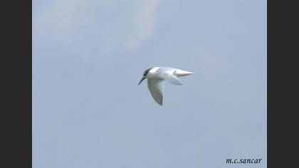 Karagagalı Sumru