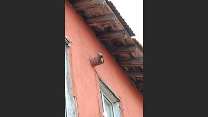 Serçe