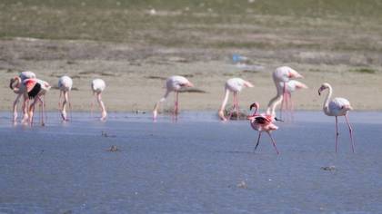 Küçük Flamingo