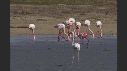 Küçük Flamingo