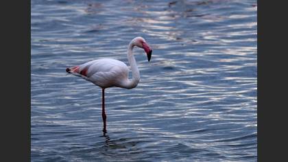 Flamingo