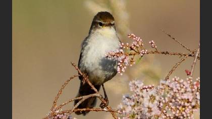 Undefined