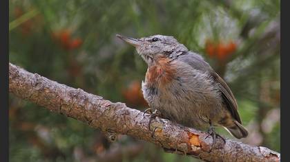 Anadolu Sıvacısı
