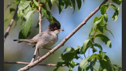 Maskeli Ötleğen